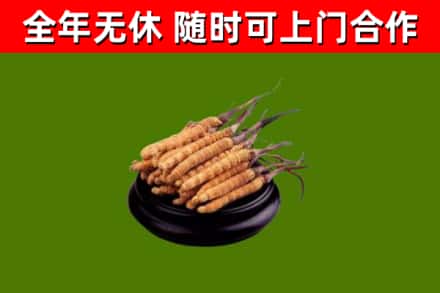 山东省烟酒回收冬虫夏草.jpg